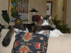 Tucker - Classic Brown - Adult Male Tucker - Classic Brown - Adult Male